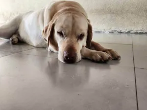 Cachorro raça Labrador idade 2 a 6 meses nome Falar com Stephanie - Whats 11 97500-9524