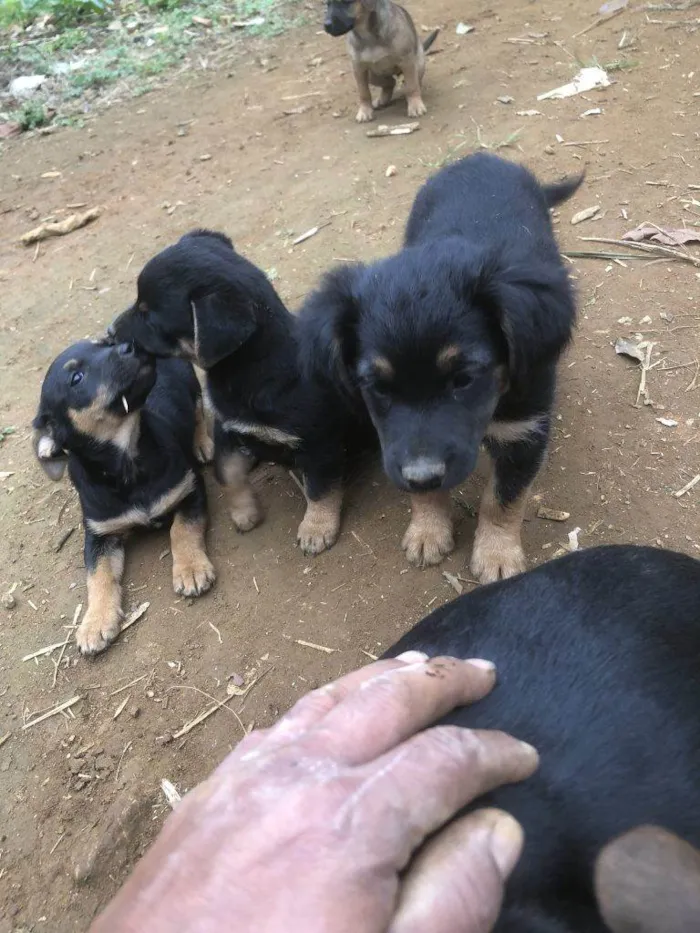 Cachorro ra a SRD-ViraLata idade Abaixo de 2 meses nome Falar com Luis - Whats 11 97597-4197