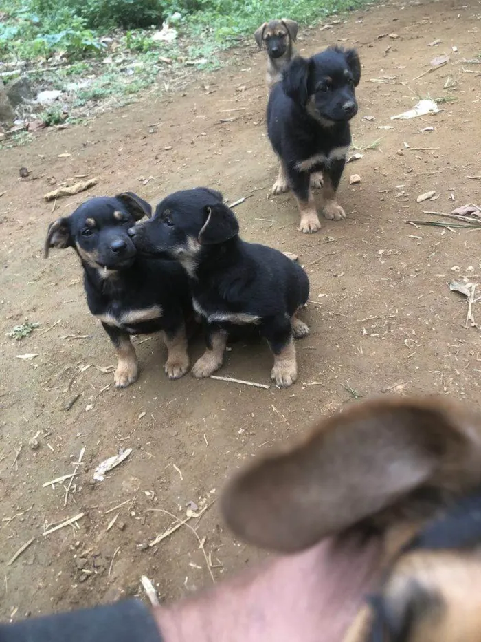 Cachorro ra a SRD-ViraLata idade Abaixo de 2 meses nome Falar com Luis - Whats 11 97597-4197