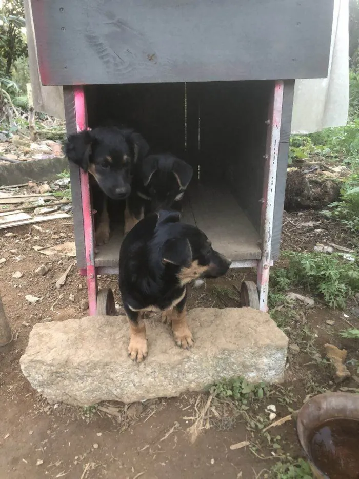 Cachorro ra a SRD-ViraLata idade Abaixo de 2 meses nome Falar com Luis - Whats 11 97597-4197