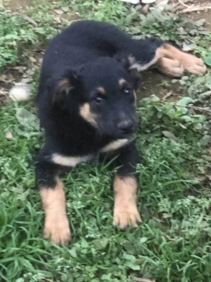 Cachorro ra a SRD-ViraLata idade Abaixo de 2 meses nome Falar com Luis - Whats 11 97597-4197
