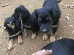 Cachorro raça SRD-ViraLata idade Abaixo de 2 meses nome Falar com Luis - Whats 11 97597-4197
