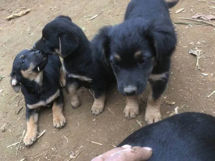 Cachorro ra a SRD-ViraLata idade Abaixo de 2 meses nome Falar com Luis - Whats 11 97597-4197
