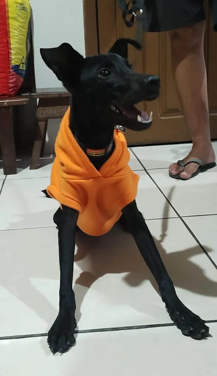 Cachorro ra a Mestiço de dobermann  idade 2 a 6 meses nome Nescafé 