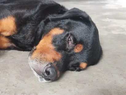 Cachorro raça Rottweiler idade 3 anos nome Loki