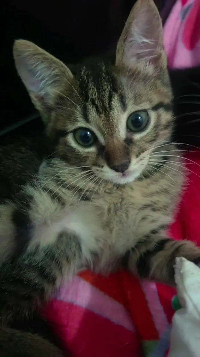 Gato ra a SRD-ViraLata idade Abaixo de 2 meses nome Ainda não tem nome...