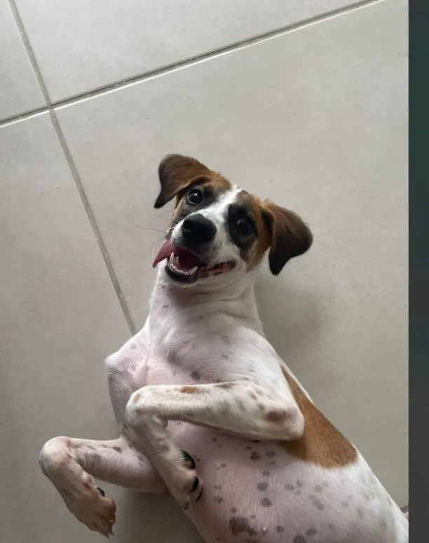 Cachorro ra a SRD-ViraLata idade 2 a 6 meses nome amora