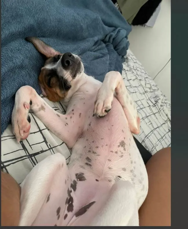 Cachorro ra a SRD-ViraLata idade 2 a 6 meses nome amora