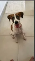 amora
