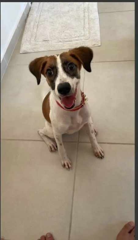 Cachorro ra a SRD-ViraLata idade 2 a 6 meses nome amora