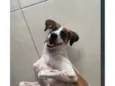 amora