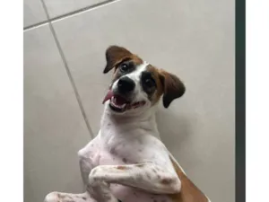 Cachorro raça SRD-ViraLata idade 2 a 6 meses nome amora