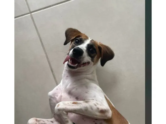 Cachorro ra a SRD-ViraLata idade 2 a 6 meses nome amora