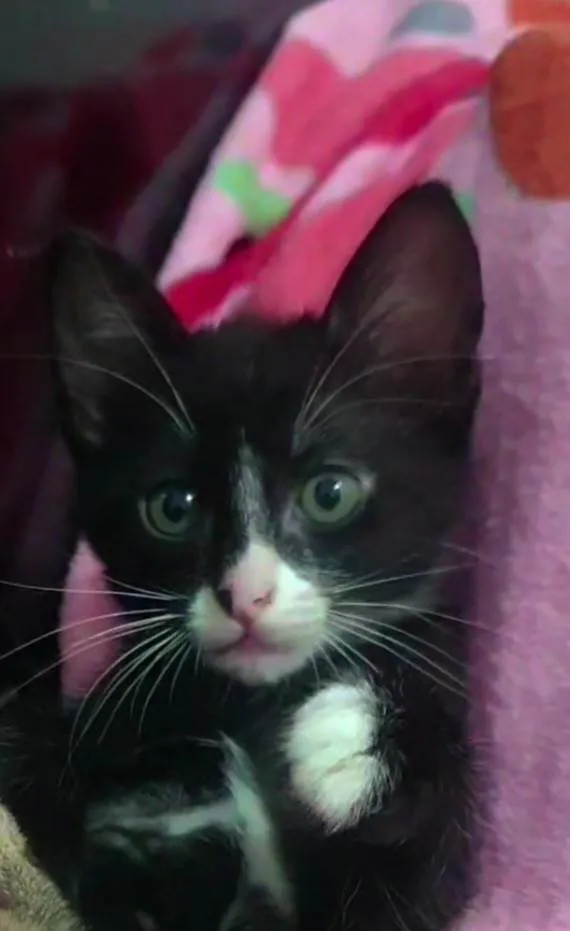 Gato ra a SRD-ViraLata idade Abaixo de 2 meses nome Ainda não tem nome...