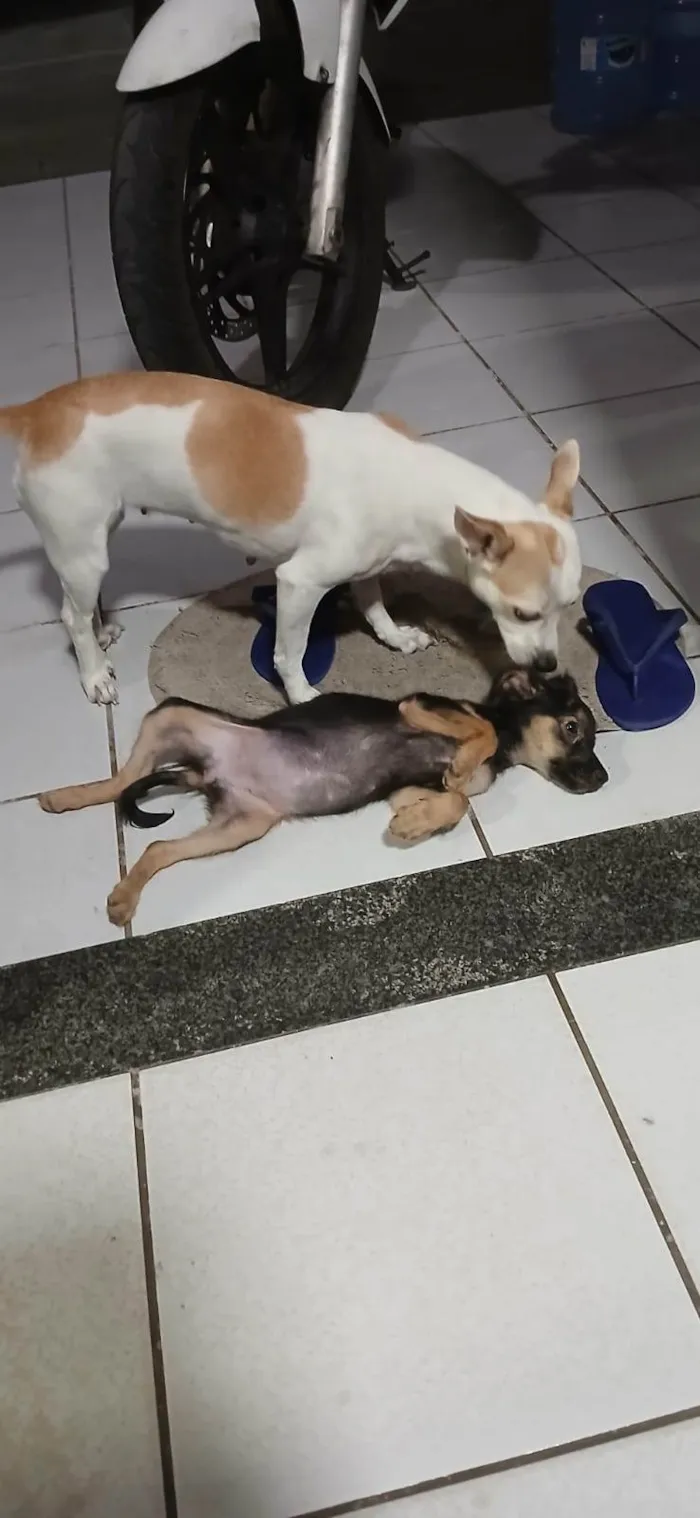Cachorro ra a SRD-ViraLata idade 7 a 11 meses nome Kiara