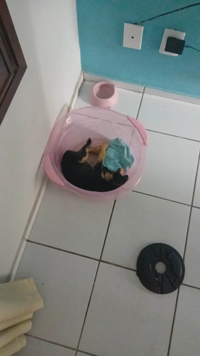Cachorro ra a SRD-ViraLata idade 7 a 11 meses nome Kiara