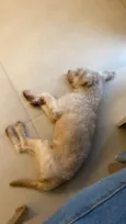 Cockie