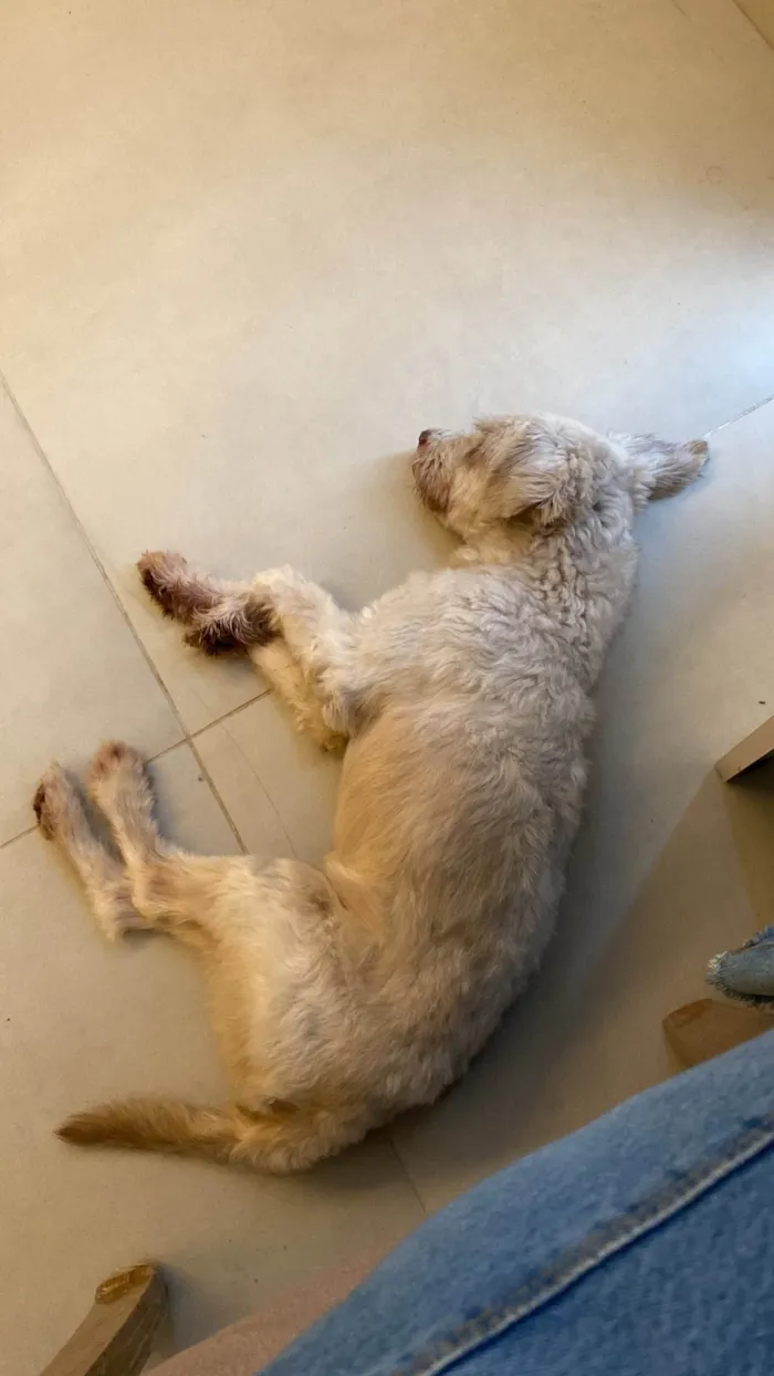 Cachorro ra a Poodle idade 6 ou mais anos nome Cockie