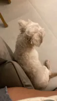 Cockie