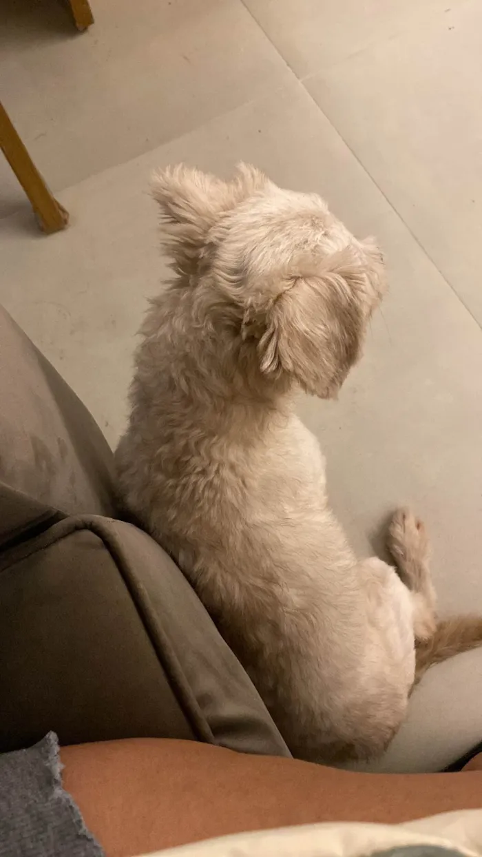 Cachorro ra a Poodle idade 6 ou mais anos nome Cockie