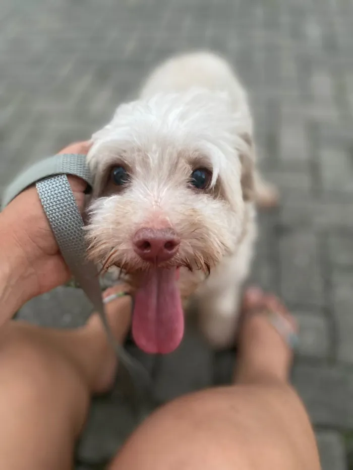 Cachorro ra a Poodle idade 6 ou mais anos nome Cockie