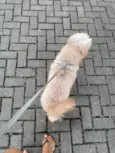 Cockie