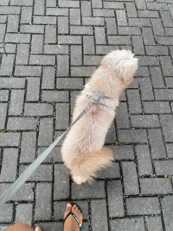 Cachorro ra a Poodle idade 6 ou mais anos nome Cockie