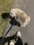 Cockie