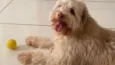 Cockie