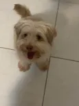 Cockie