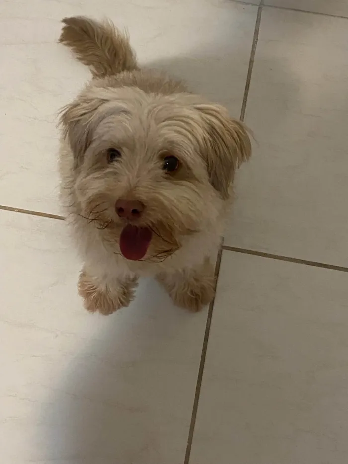 Cachorro ra a Poodle idade 6 ou mais anos nome Cockie