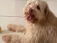 Cockie