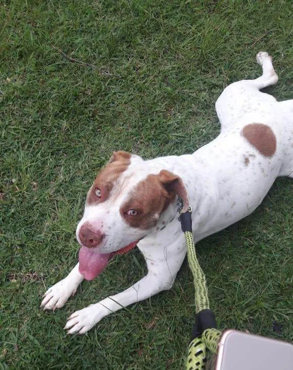 Cachorro ra a Pit-Bull idade 5 anos nome KAIQUE AMORIM DOS SANTOS