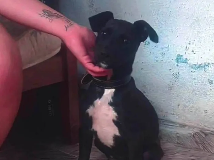 Cachorro ra a SRD-ViraLata idade 2 a 6 meses nome Ainda não tem nome...