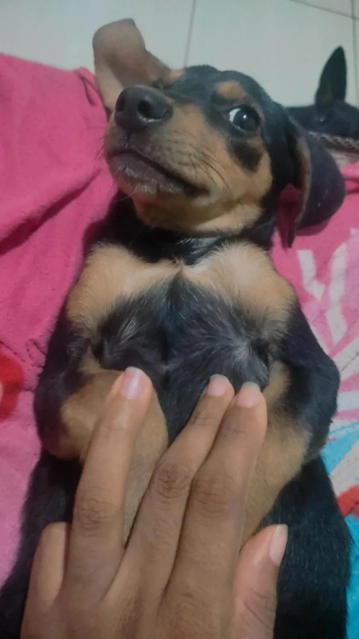 Cachorro ra a SRD-ViraLata idade 2 a 6 meses nome Safira 