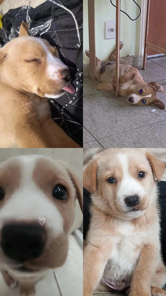 Cachorro ra a Labrador idade 2 a 6 meses nome Marley 