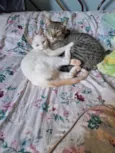 Pompom