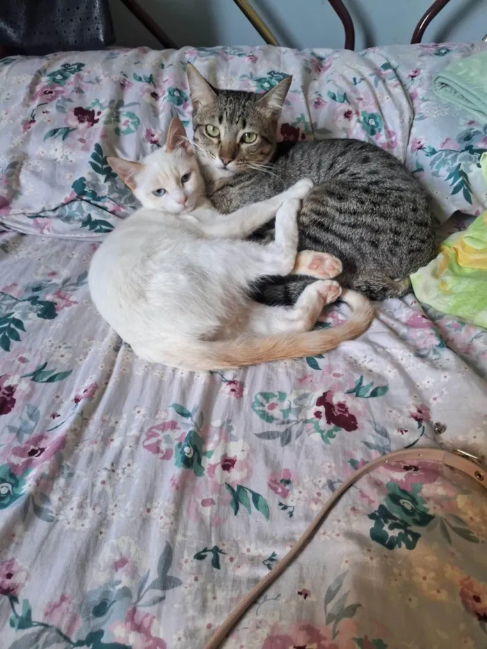 Gato ra a Siamês idade 2 anos nome Pompom
