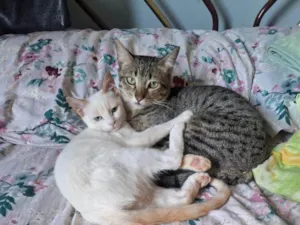 Gato raça Siamês idade 2 anos nome Pompom