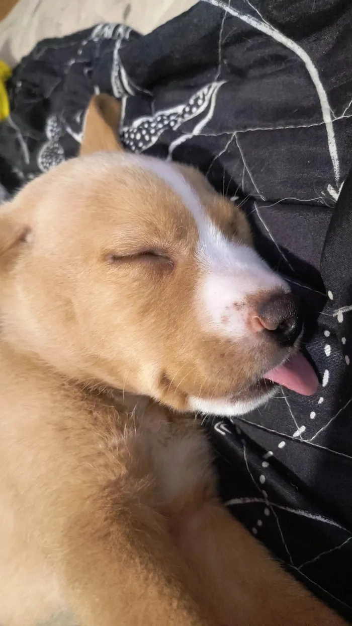 Cachorro ra a Labrador idade 2 a 6 meses nome Marley 