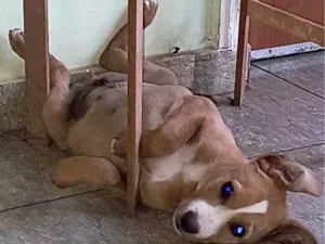 Cachorro raça Labrador idade 2 a 6 meses nome Marley 