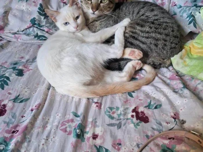 Gato ra a Persa idade 2 anos nome Neve 
