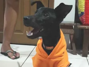 Cachorro raça Mestiço de dobermann  idade 2 a 6 meses nome Nescafé 