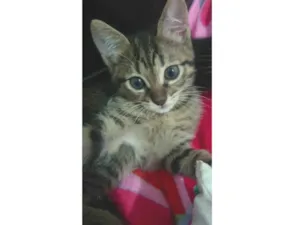 Gato raça SRD-ViraLata idade Abaixo de 2 meses nome Ainda não tem nome...