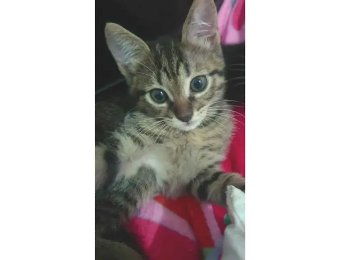 Gato ra a SRD-ViraLata idade Abaixo de 2 meses nome Ainda não tem nome...