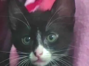 Gato raça SRD-ViraLata idade Abaixo de 2 meses nome Ainda não tem nome...