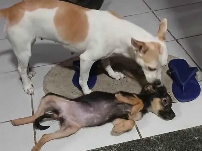 Cachorro ra a SRD-ViraLata idade 7 a 11 meses nome Kiara