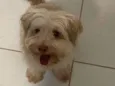 Cockie