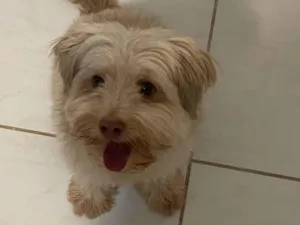 Cachorro raça Poodle idade 6 ou mais anos nome Cockie