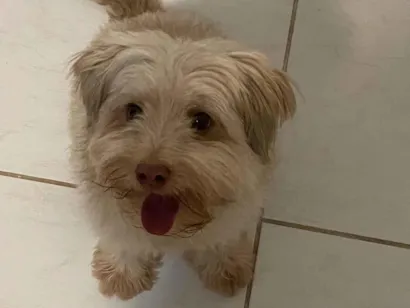 Cachorro raça Poodle idade 6 ou mais anos nome Cockie